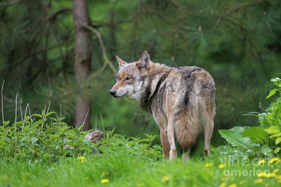 Gray Wolf in Pine Forest Photograph by Arterra Picture Library