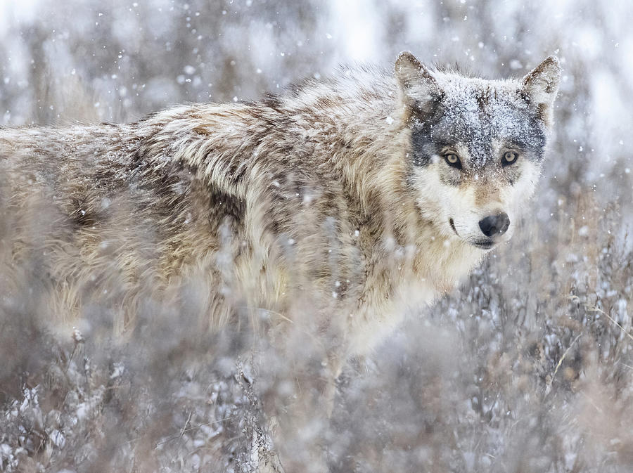 Gray Wolf in Snowstorm Photograph by Max Waugh