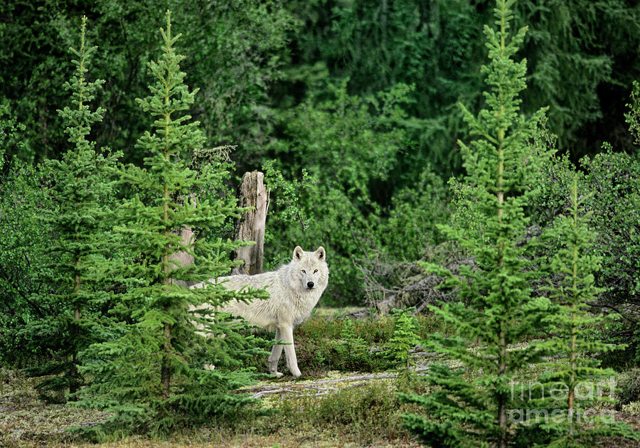 Gray Wolf In Taiga Forest Northwest Territories Canada Photograph by Dave Welling