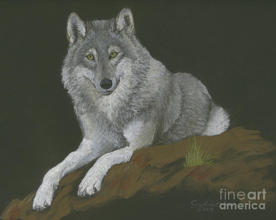 Gray Wolf Pastel by Jackie Irwin