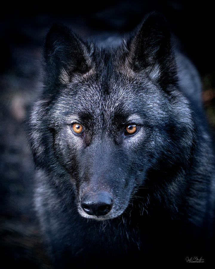 Gray Wolf Photograph by Judi Dressler