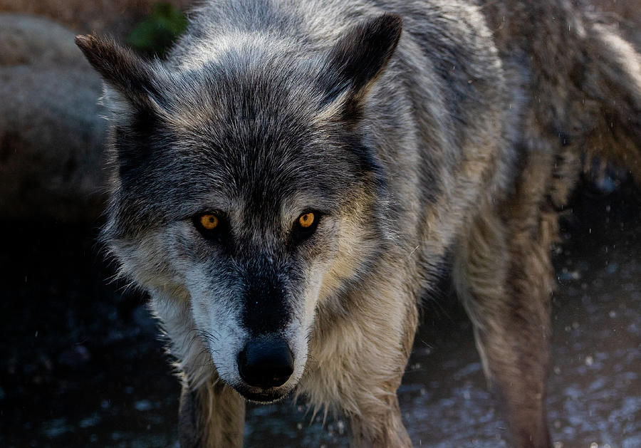 Gray Wolf Photograph by Kody Barton - Fine Art America