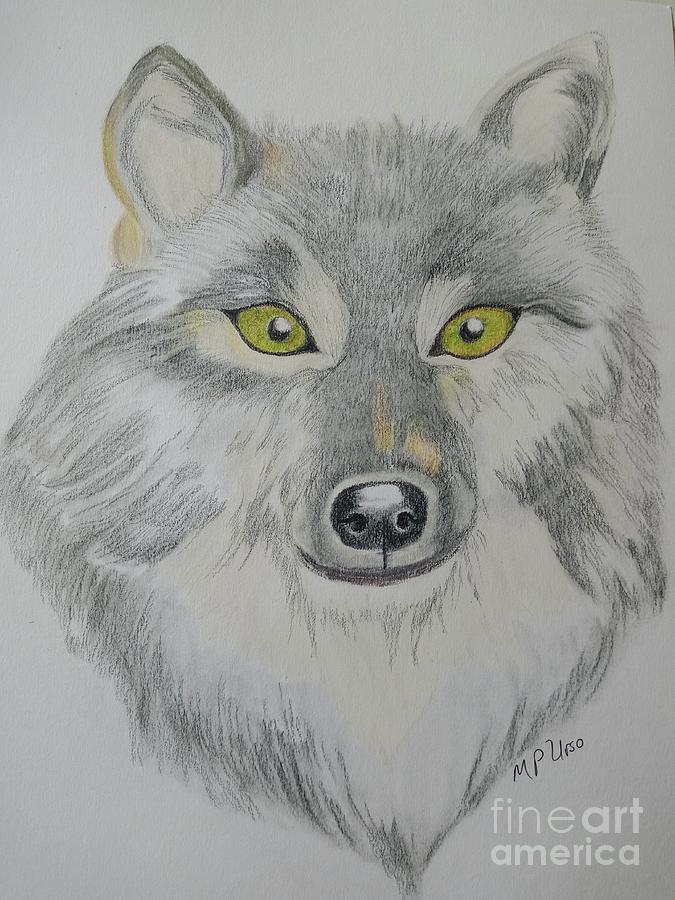 Gray Wolf Drawing by Maria Urso
