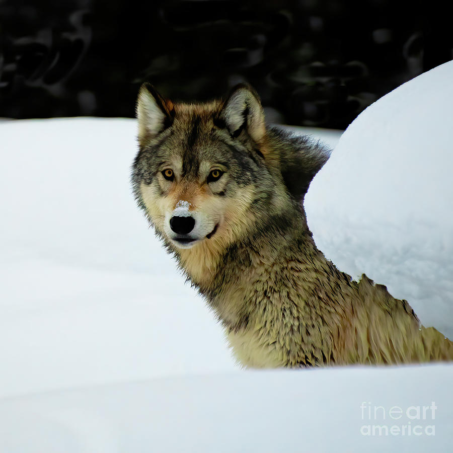 Gray Wolf Photograph by Patrick Nowotny