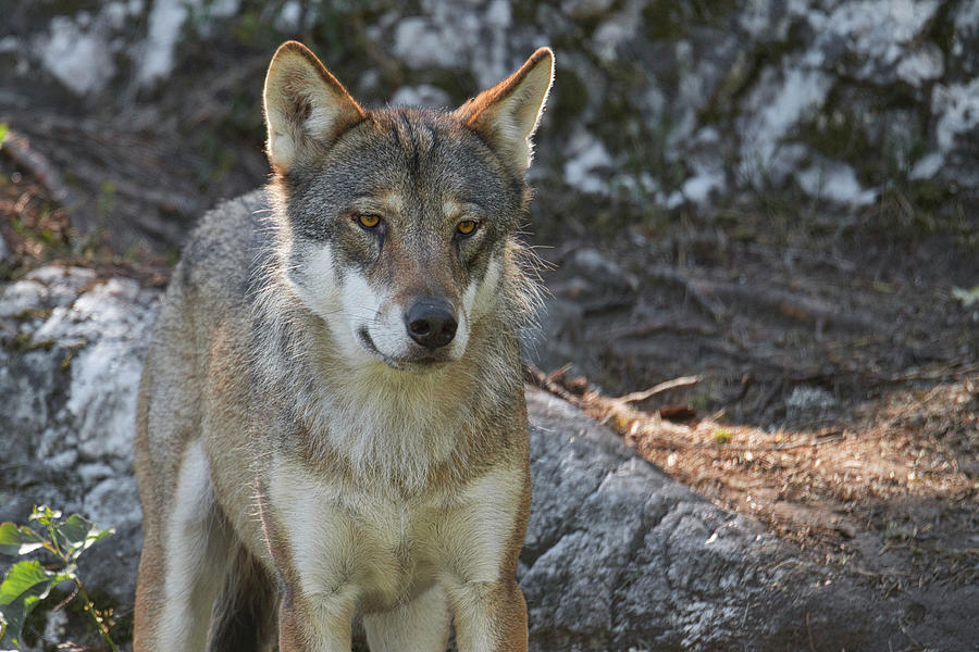 Grey wolf portrait Photograph by Benjamin Kneubuehler - Fine Art America