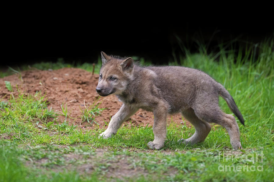 Gray Wolf Pup Photograph by Arterra Picture Library