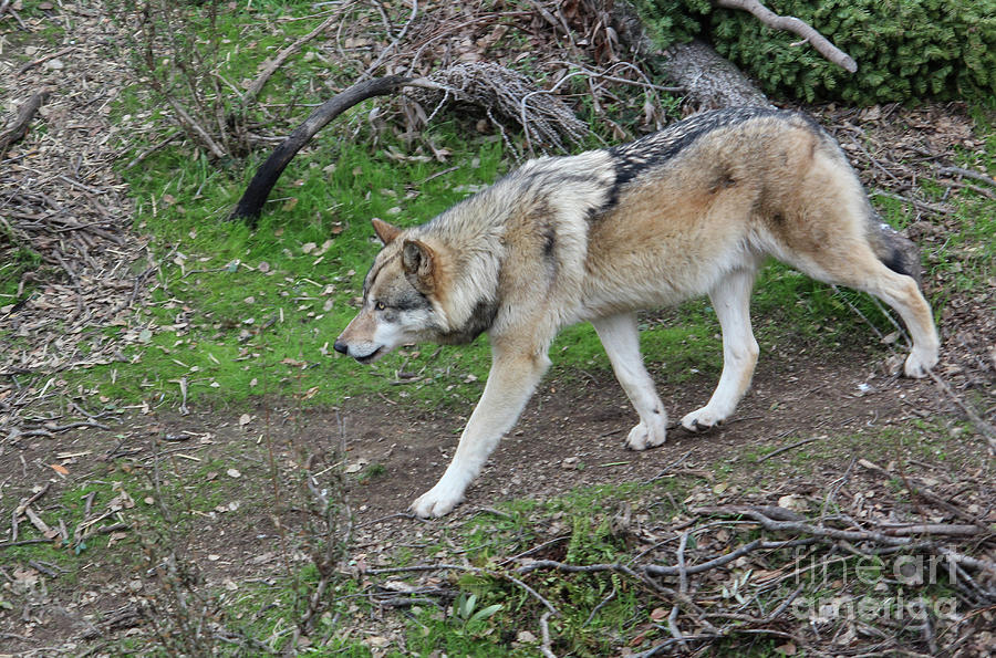 Gray Wolf Roaming Photograph by Suzanne Luft