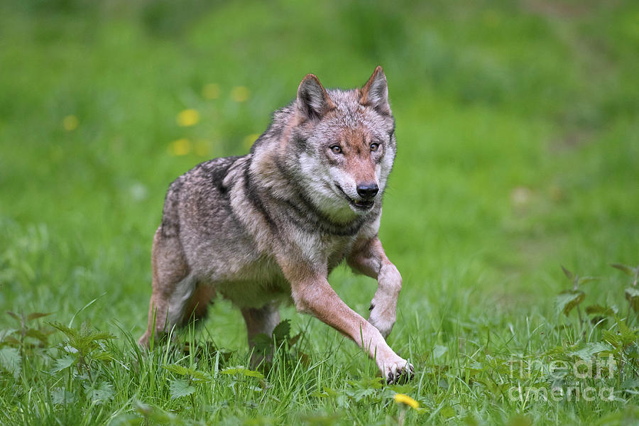 Gray Wolf Running in Meadow Photograph by Arterra Picture Library