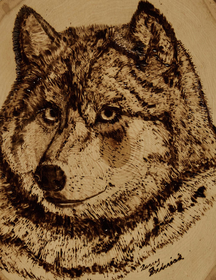 Gray Wolf Pyrography by Terry Frederick