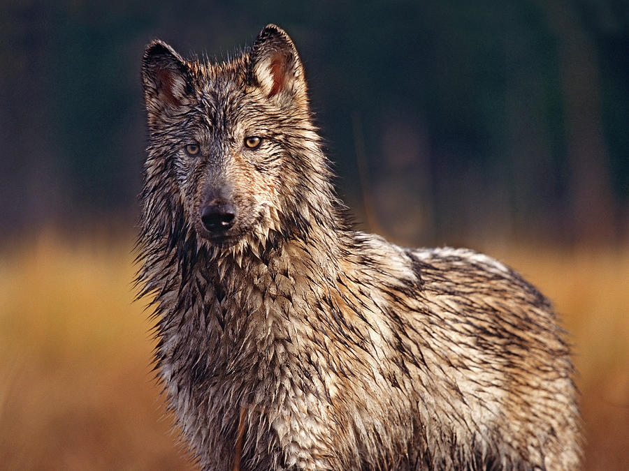 Wildlife Photograph - Gray wolf by Tim Fitzharris