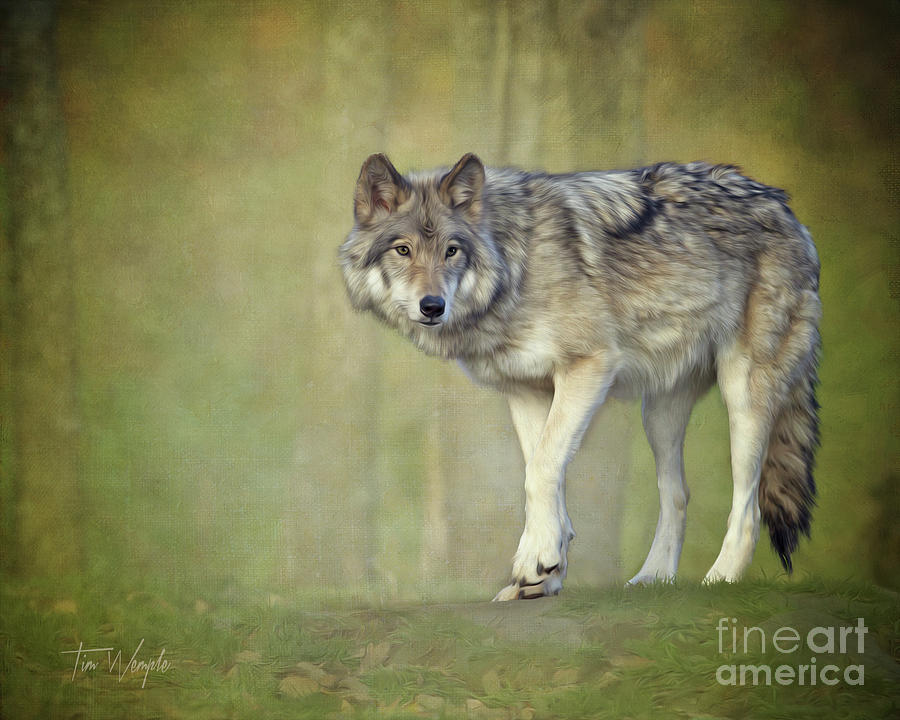 Gray Wolf Digital Art by Tim Wemple