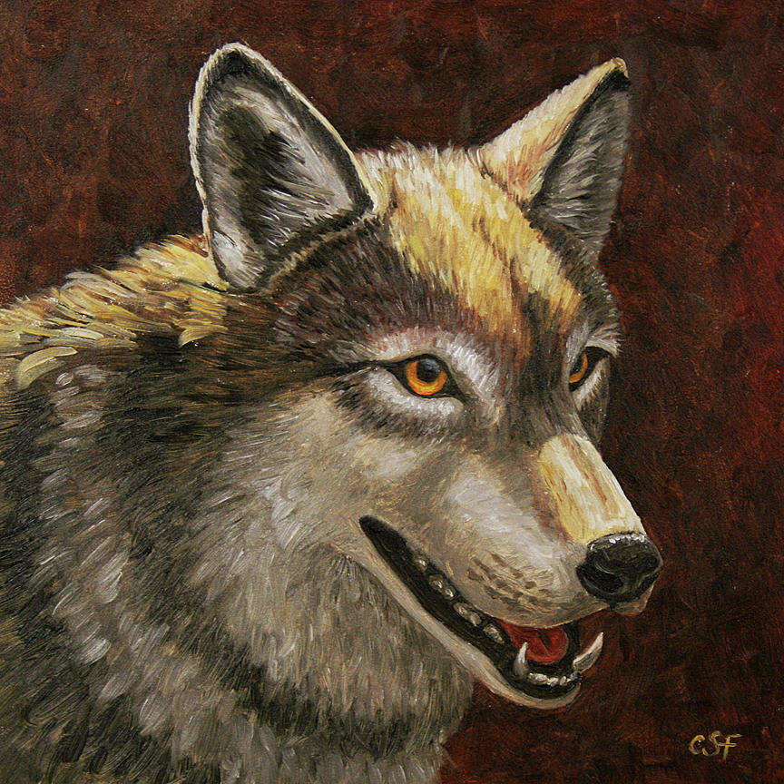Wolves Painting - Gray Wolve Face by Crista Forest