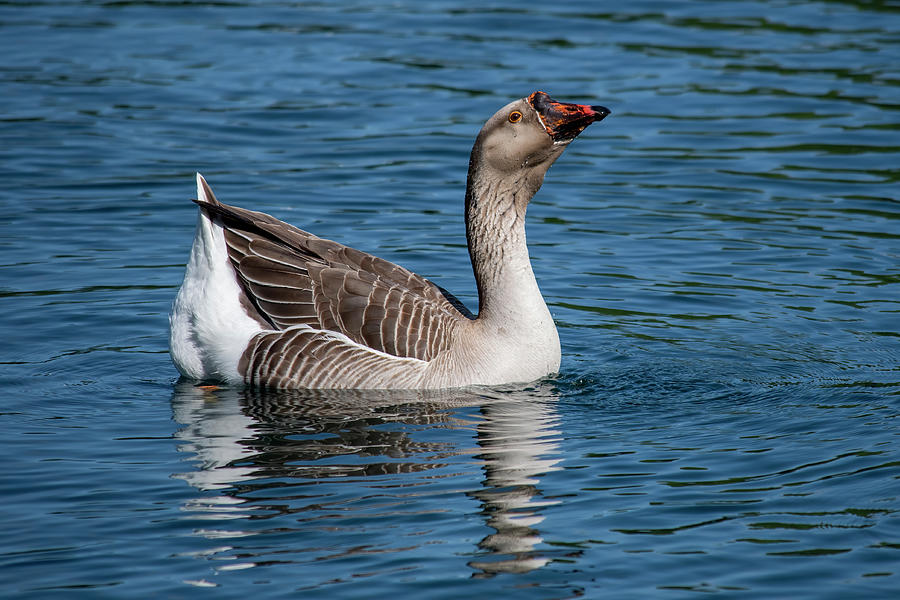 Graylag Goose  Photograph by Bradford Martin