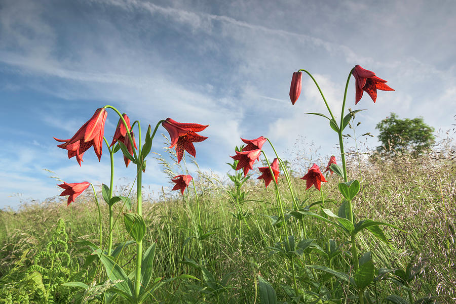 Lily Photograph - Grays Lilies Roan Highlands Southern Appalachian Mountains by Mark VanDyke