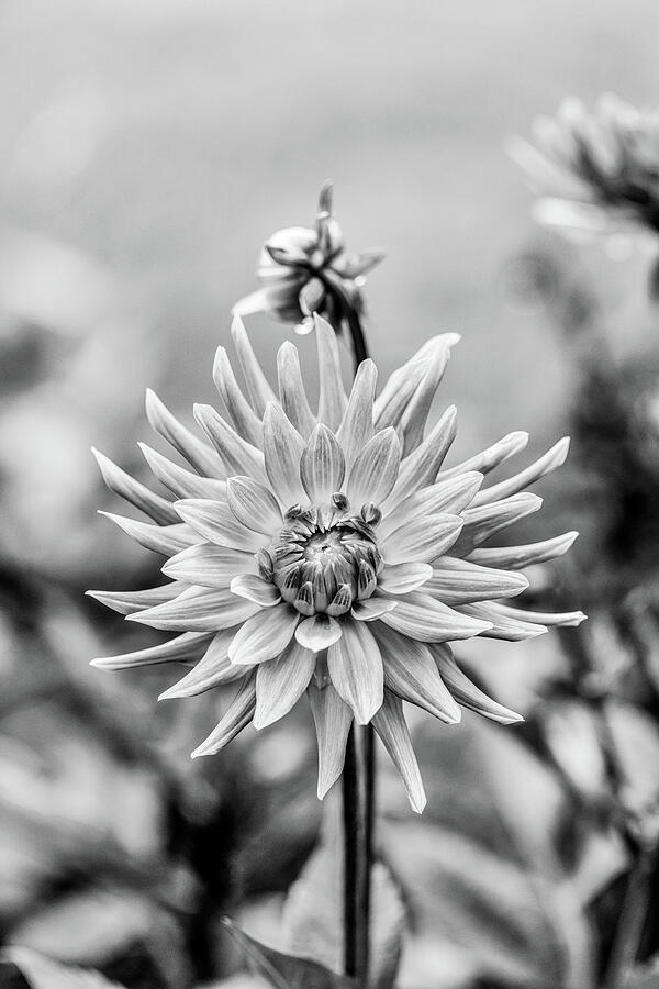 Grayscale Dahlia Photograph by Tanya C Smith