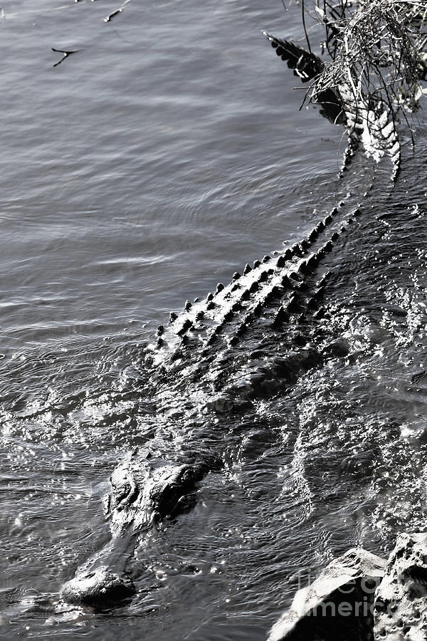 Grayscale Gator Photograph by Diann Fisher | Fine Art America