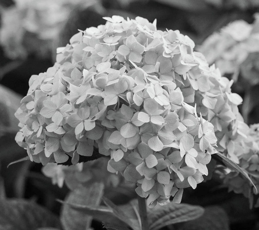 Grayscale Hydrangea Bloom Photograph by Mary Anne Delgado