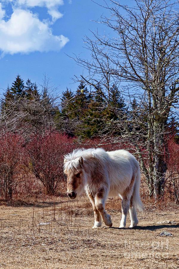 Grayson Highland Mountain Pony Photograph by Laurinda Bowling