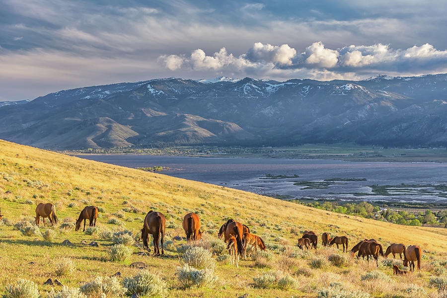 Grazing Above Little Washoe Photograph by Marc Crumpler