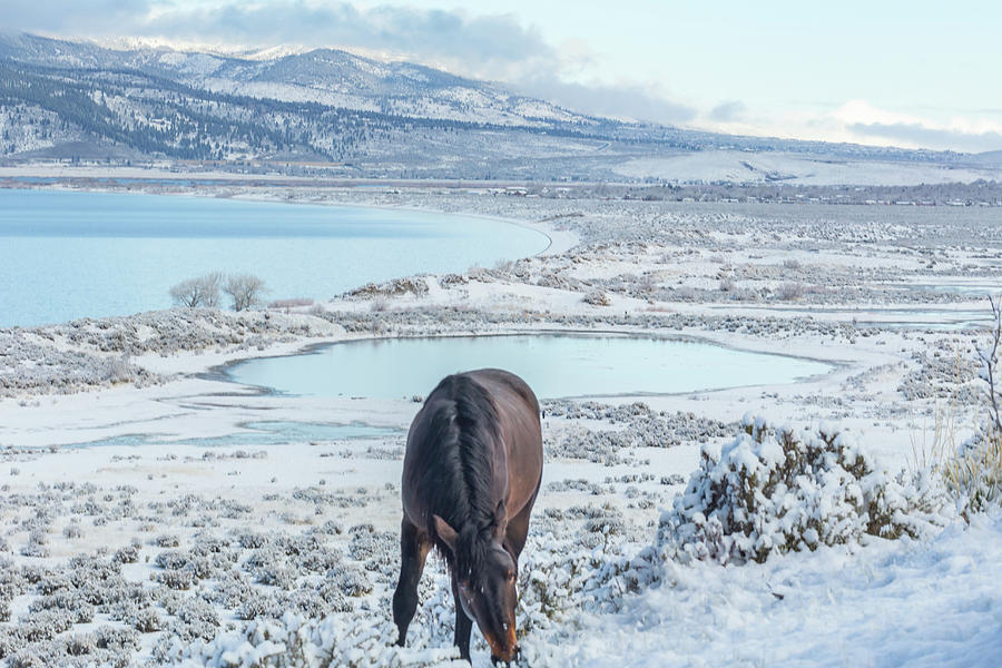 Grazing Above Washoe Photograph by Marc Crumpler