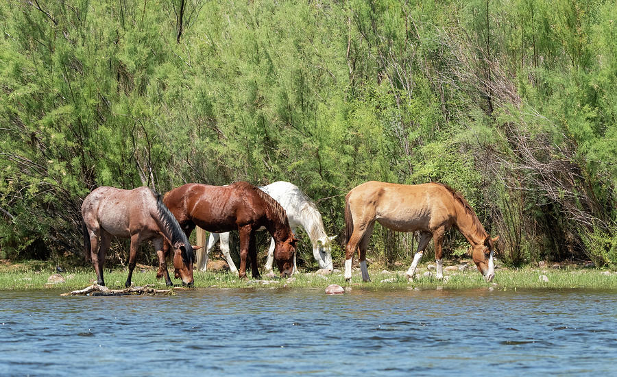 Grazing Along The River Photograph