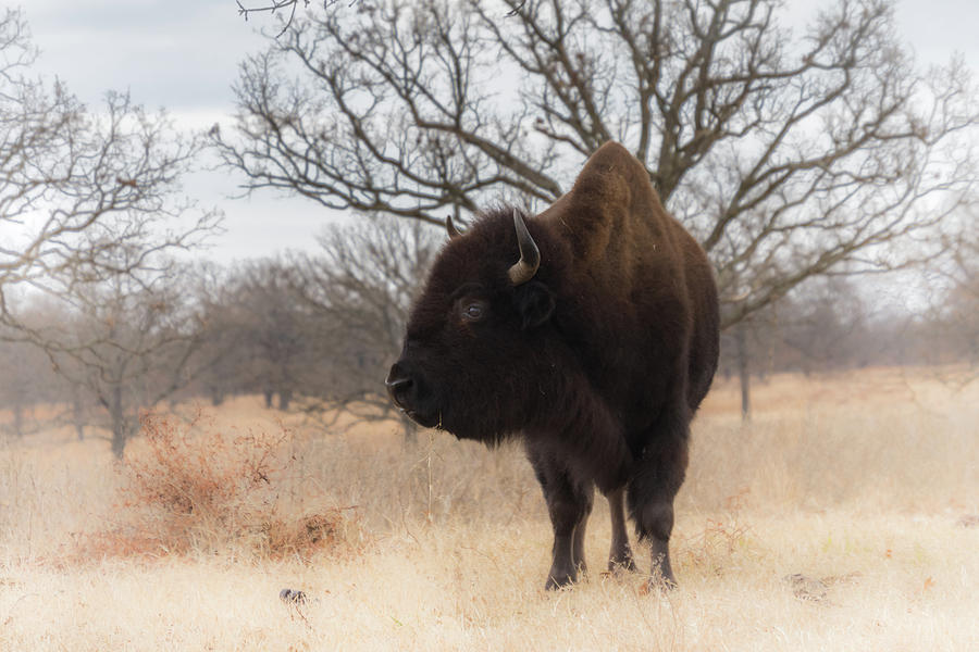 Grazing American Bison Woolaroc Oklahoma Photograph by Debra Martz