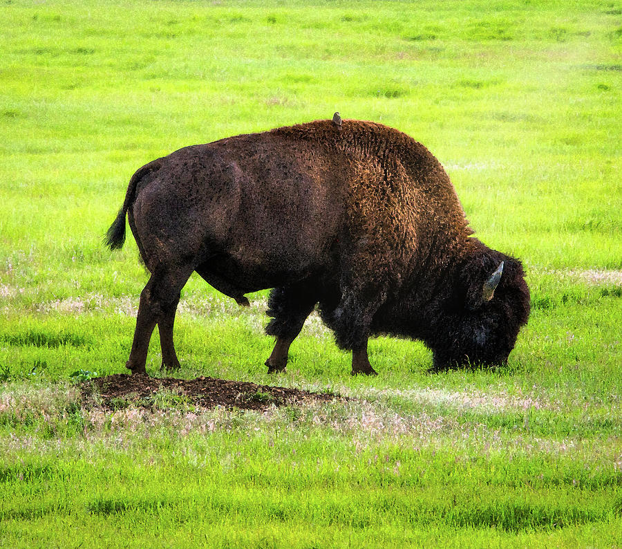 Grazing American Buffalo Photograph by Robert Blandy Jr
