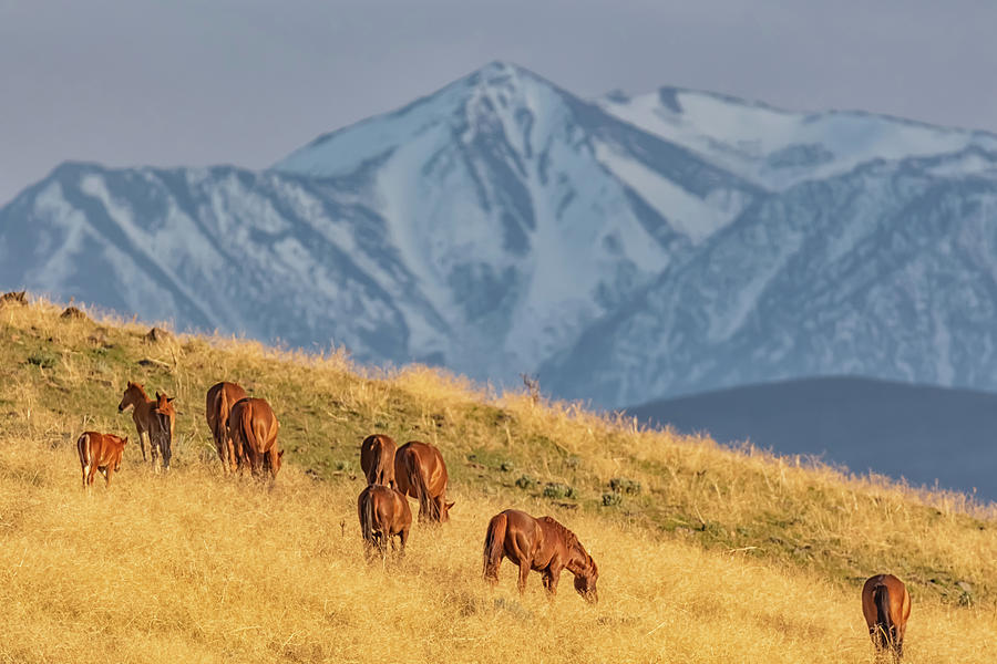 Grazing at Sunset Photograph by Marc Crumpler