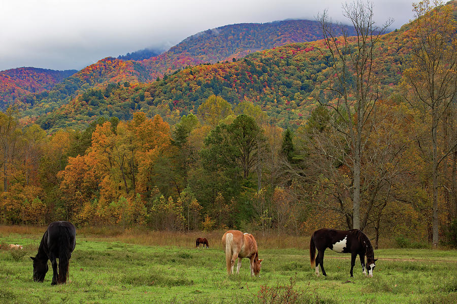 Grazing At The Foot Of The Smokies Photograph by Gina Fitzhugh