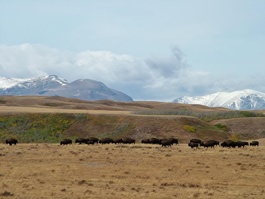 Grazing Bison Herd with Snowy Mountains Photograph by Tracey Vivar