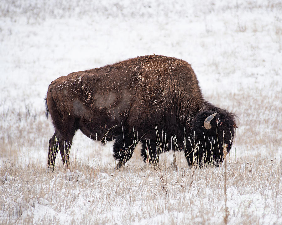 Grazing Bison Pyrography by Walfred Espitia - Fine Art America