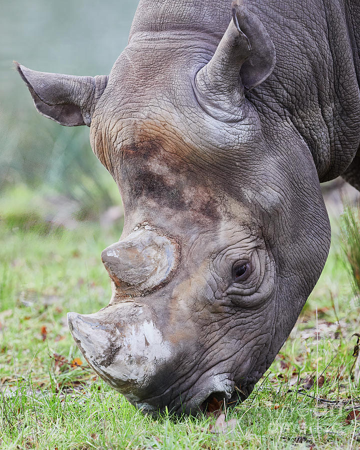 Grazing Black Rhinoceros Photograph by Nick Biemans