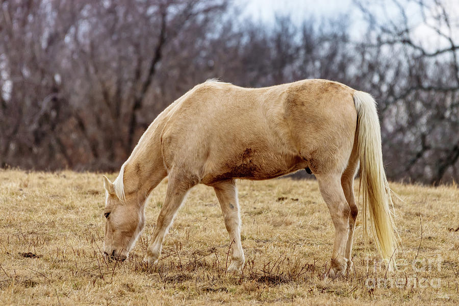 Grazing Blonde Horse Photograph by Jennifer White