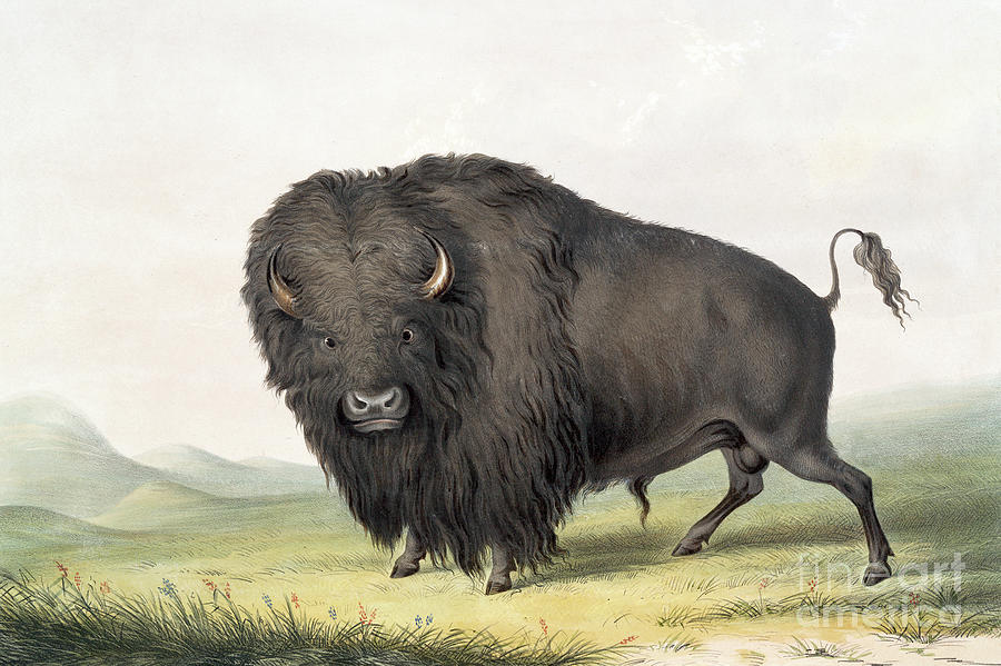 Grazing Buffalo, 1845 Painting by George Catlin
