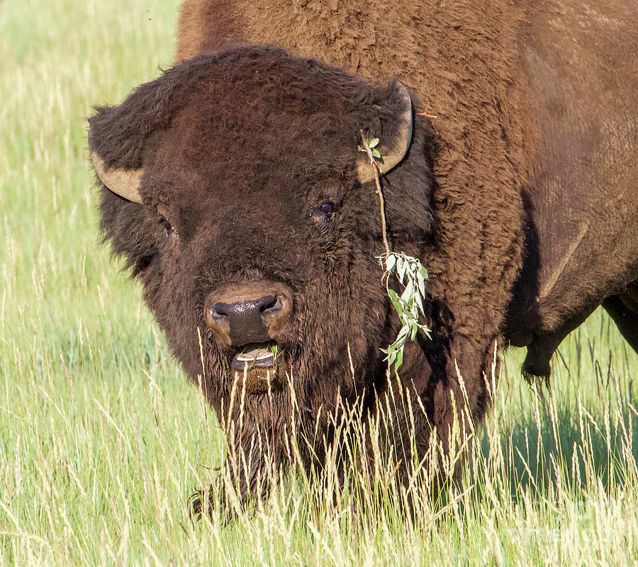 Grazing Buffalo Photograph by Shirley Dutchkowski