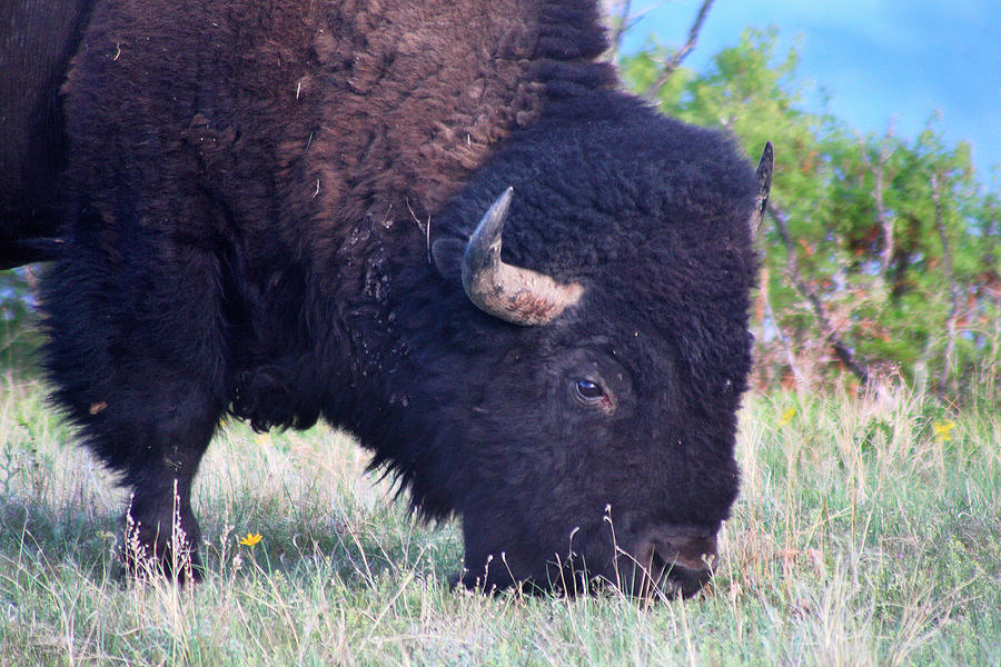 Grazing Bull Photograph by Morris McClung