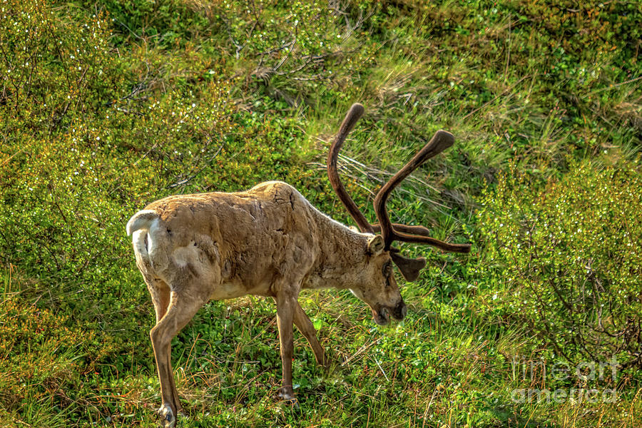 Grazing Caribou Photograph by Robert Bales