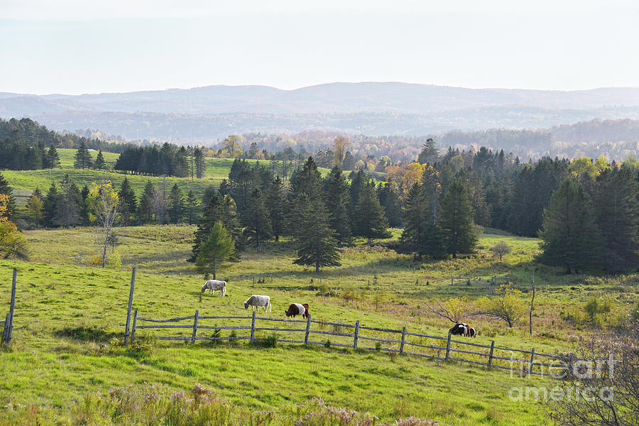 Grazing Cattle In Vermont Photograph