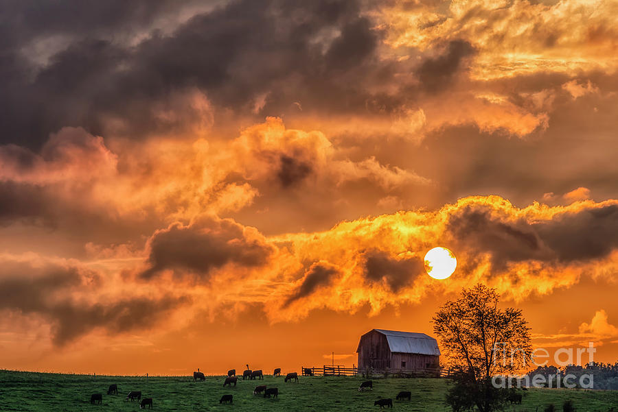 Grazing Cattle Sunset And Barn Photograph