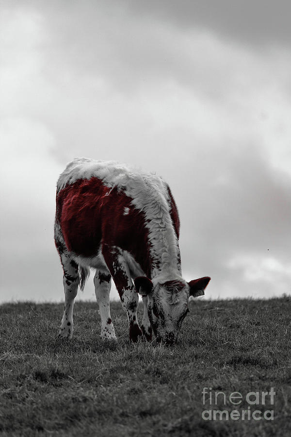 Grazing Cow Effects Vertical Photograph by Eddie Barron
