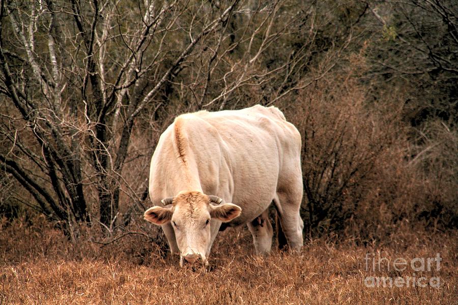 Cow Photograph - Grazing Cow by Heather Allen