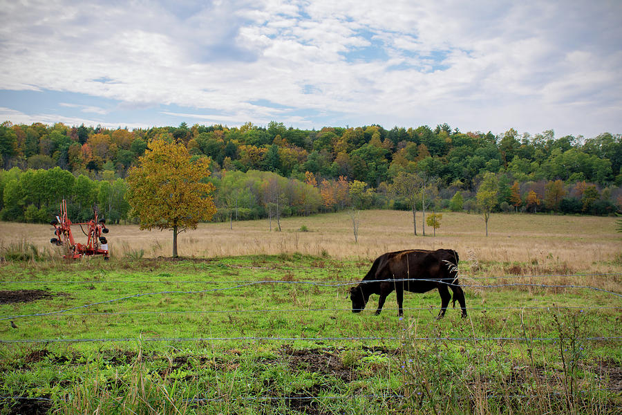 Grazing Cow in Autumn Photograph by Angie Tirado