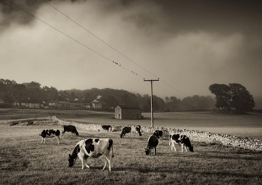 Animal Photograph - Grazing Dairy Cows at Sunrise by Ian Livesey