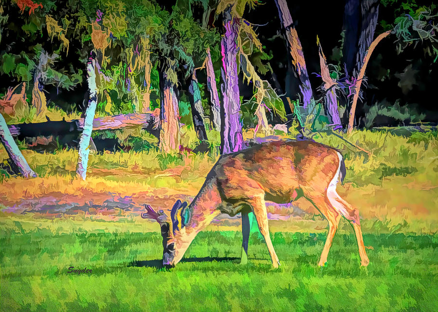 Grazing Deer in Velvet at Pebble Beach Golf Links Photograph by Barbara Snyder