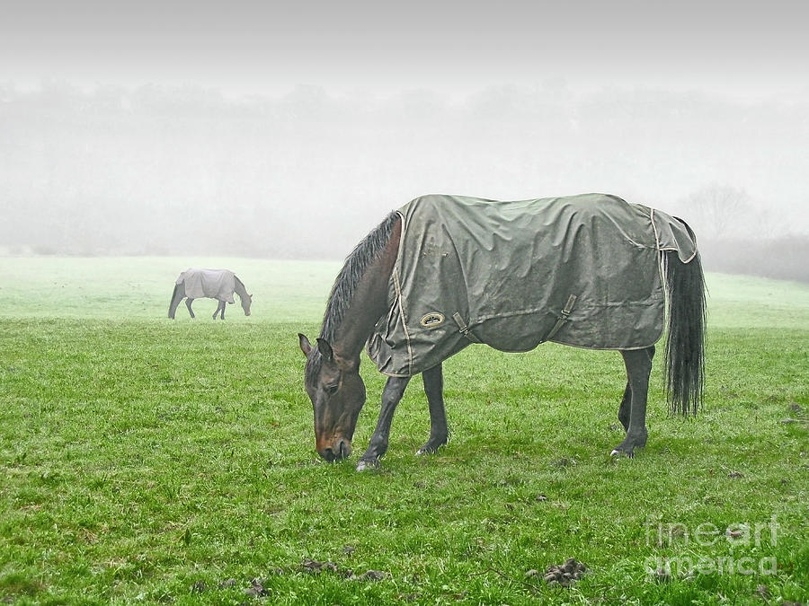  Keepind A Distance - Grazing Horses Duo, Pastoral And Peaceful, Foggy Day  Photograph by Tatiana Bogracheva