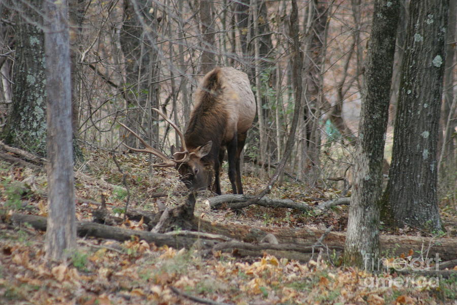 Grazing Elk 2019 I Photograph by Darren Dwayne Frazier - Fine Art America