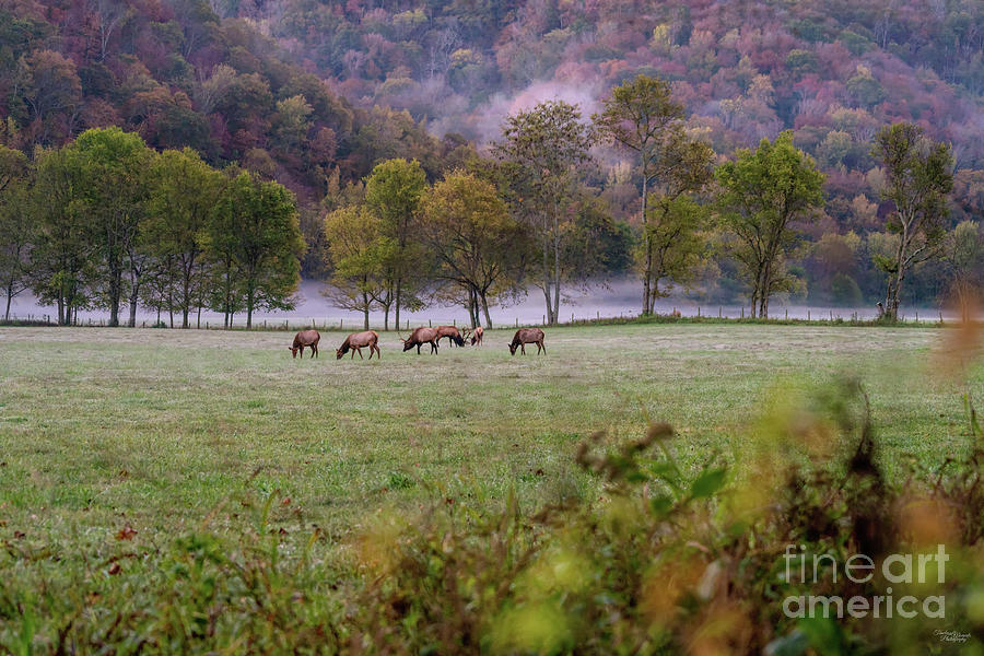 Grazing Elk Herd Photograph by Jennifer White