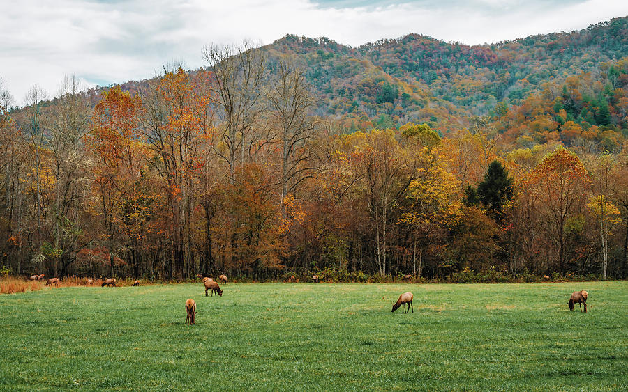 Grazing Elk in the Great Smoky Mountains Photograph by Bella B ...