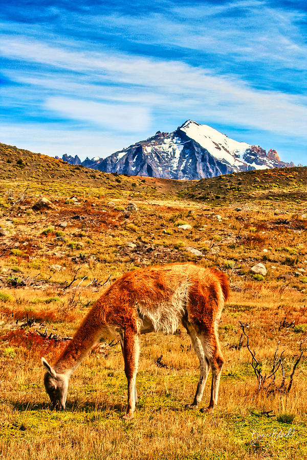 Grazing Guanaco in Patagonia Photograph by Bruce Block