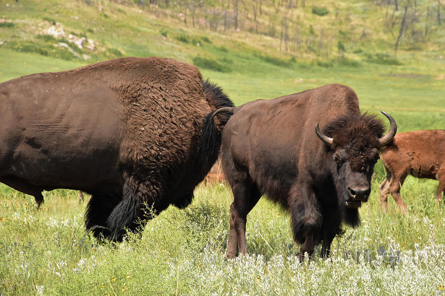 Grazing Herd of American Buffalo in the Summer Photograph by DejaVu ...